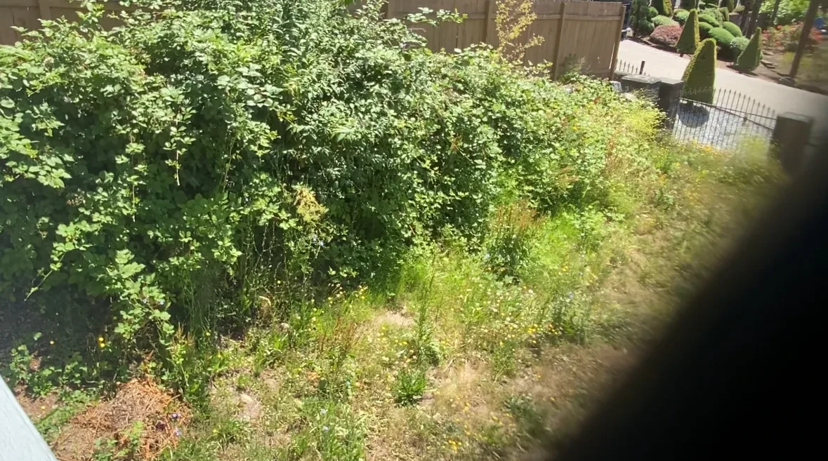 Tina Alem backyard transformation photo 1