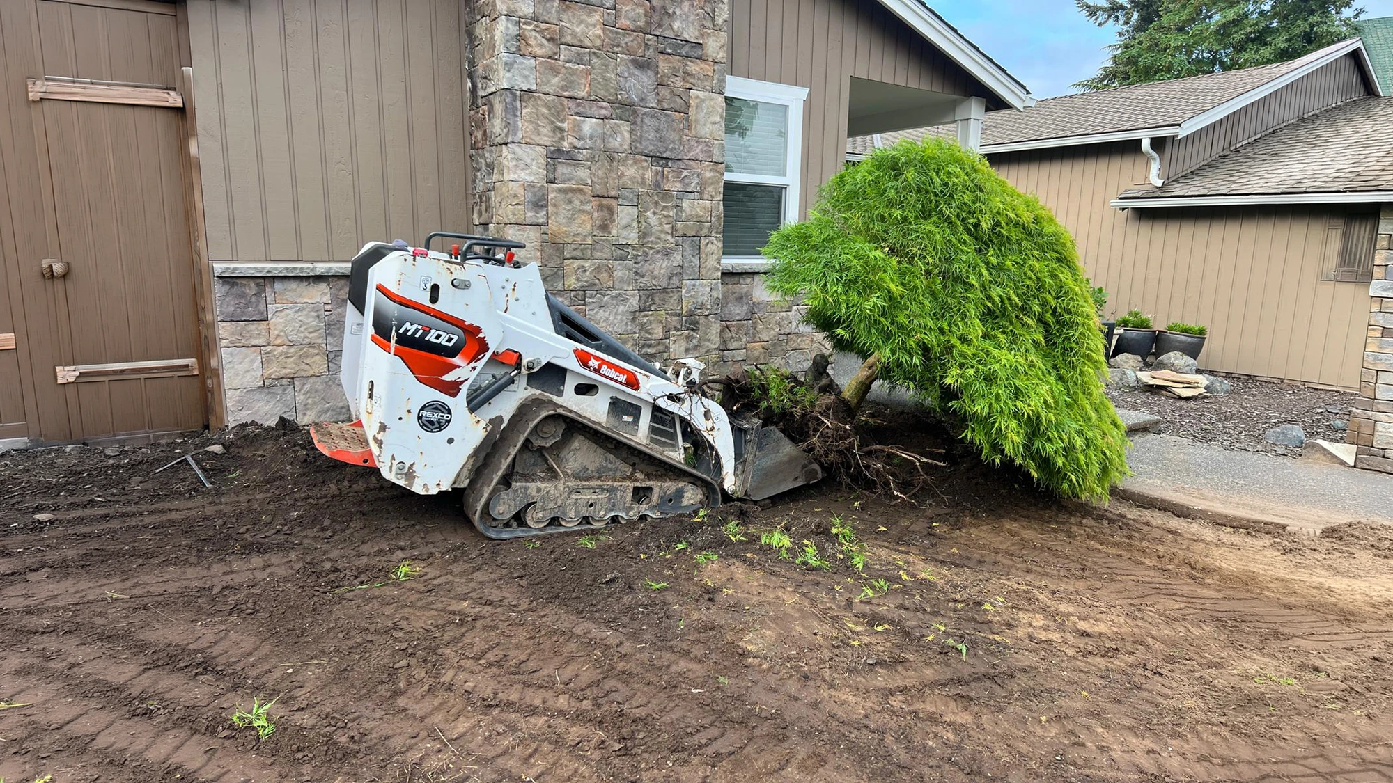 Removing an overgrown shrub with a mini track loader before turf installation in Kirkland