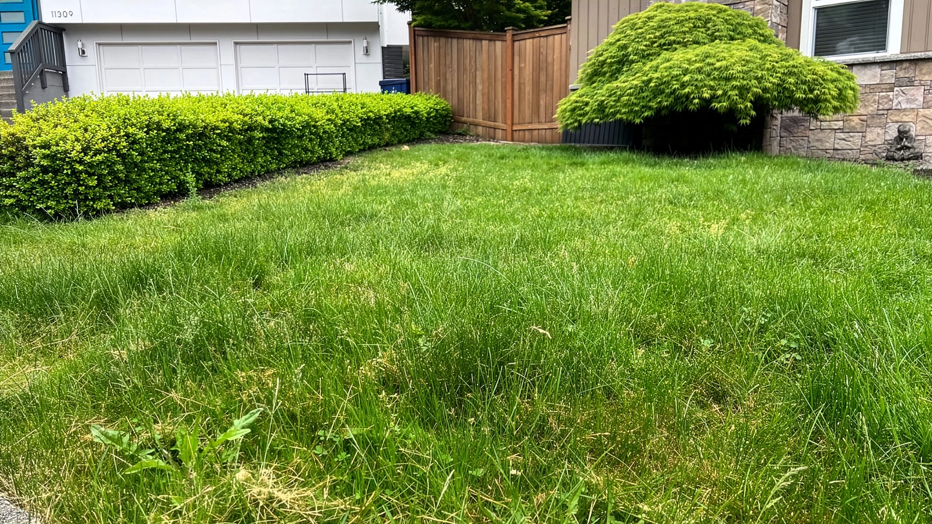 Patchy, overgrown front lawn before the artificial turf installation in Kirkland, WA