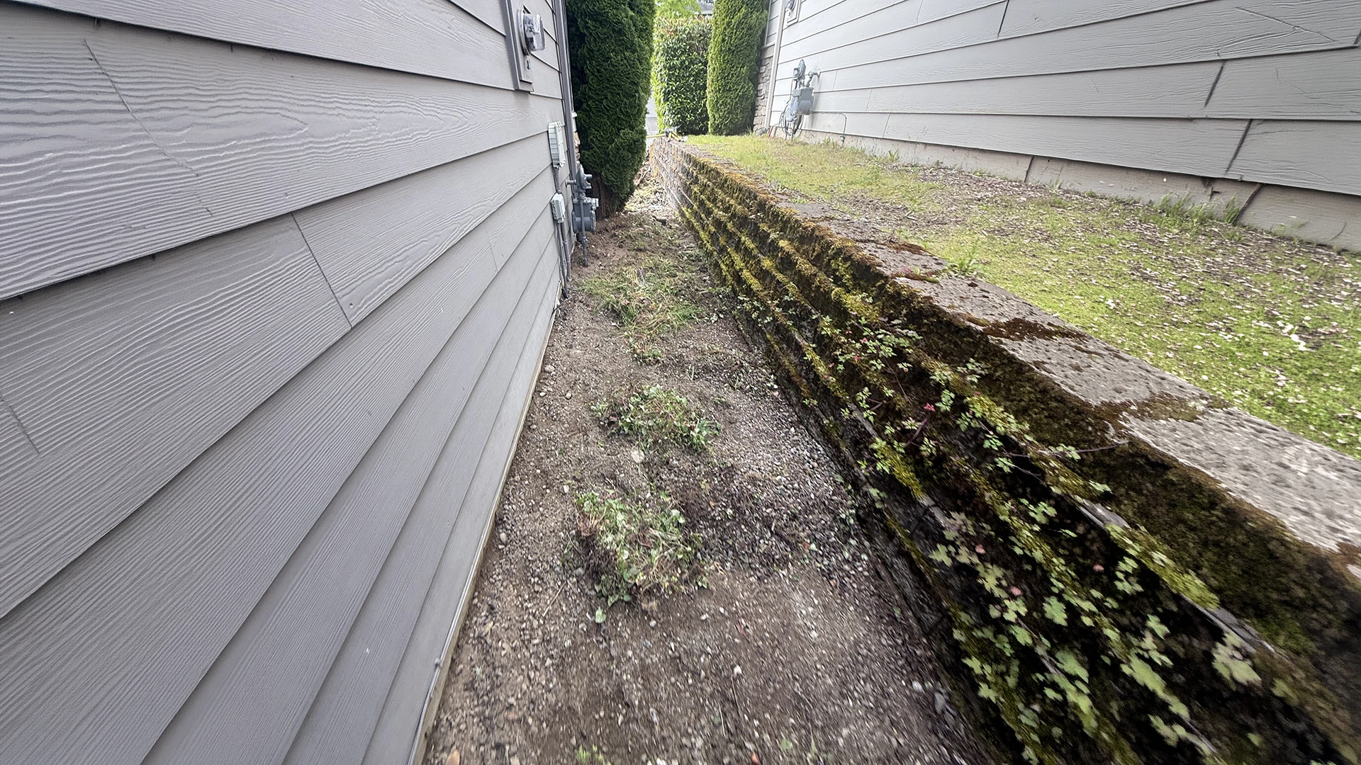 Narrow side yard with an old moss-covered block wall before the paver walkway in Mill Creek