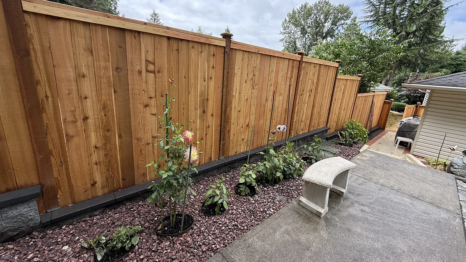 Finished cedar fence and landscaping in Matthews Beach, Seattle, WA